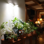 best grow lights for indoor plants