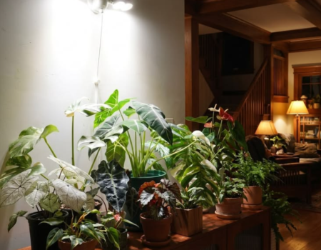 best grow lights for indoor plants