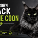 full grown black maine coon cat